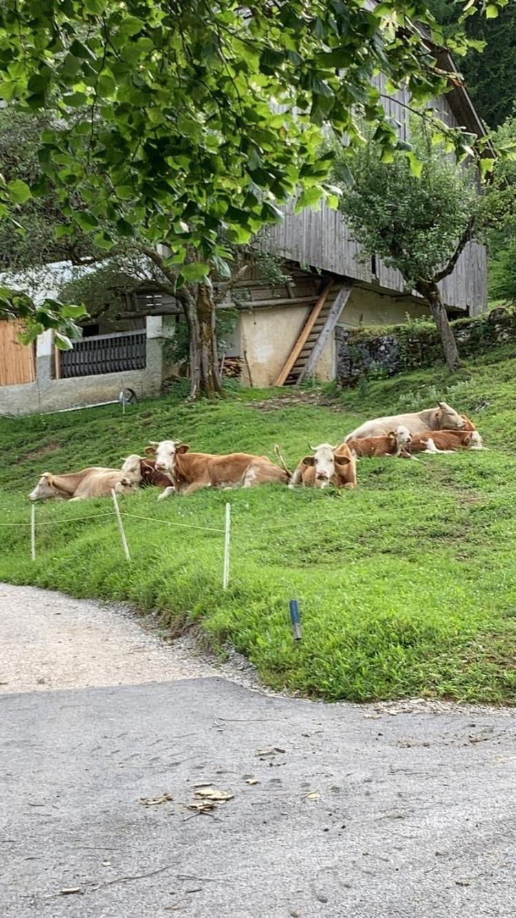 솔차바 Tourist Farm Gradisnik 아파트 외부 사진