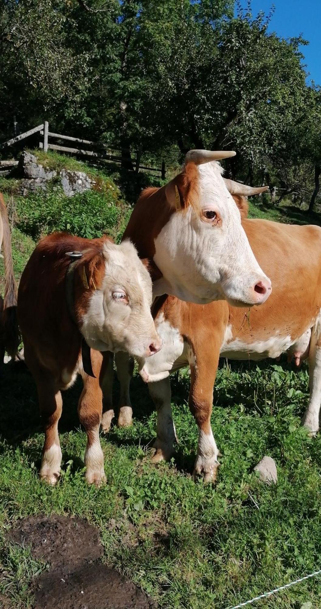 솔차바 Tourist Farm Gradisnik 아파트 외부 사진